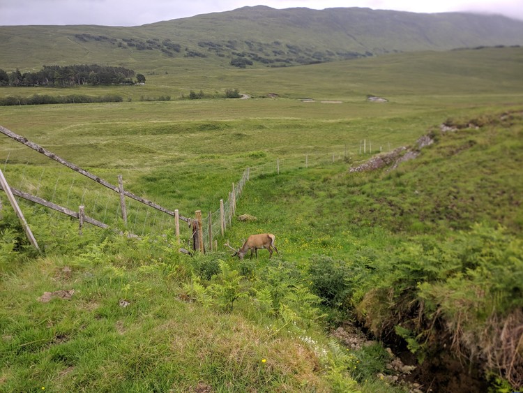 westhighlandway-deer