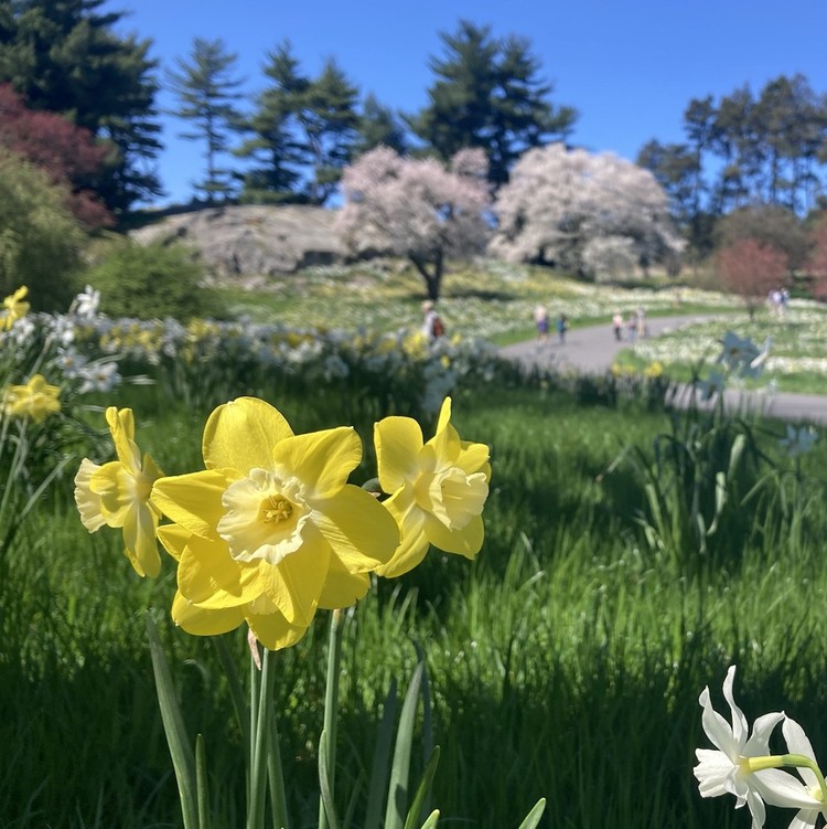 NYC spring